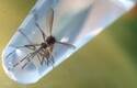 Riesgo alto de brote de Zika en España
