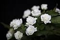 La rosa blanca