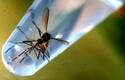 España: primer caso de microcefalia por zika de Europa
