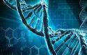 Genoma humano y coherencia de Lennox (V)