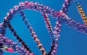 Complejidad del ADN humano