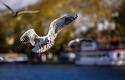 Las aves del cielo