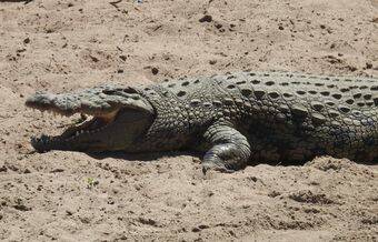 Los cocodrilos del Nilo en Israel