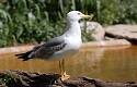 Las gaviotas, ¿ratas del aire?