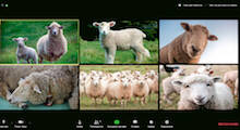 Pastoreo virtual de ovejas no virtuales