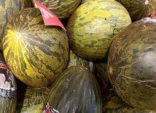 Los melones de Egipto