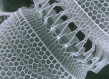 El misterio de las algas diatomeas