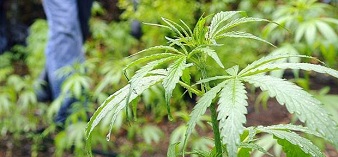 Uruguay aprueba la legalización de la marihuana