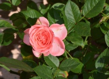 La rosa de Sarón