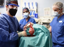 Primer trasplante de corazón de cerdo a humano: ¿hay conflicto ético?
