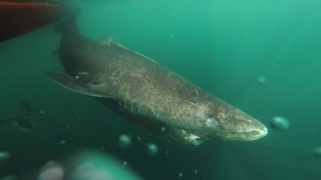 El tiburón boreal se encuentra en las frías aguas del atlántico norte, en Groenlandia