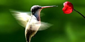 Cristo y el colibrí (Montes de Oca)