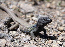 El lagarto tizón de Canarias