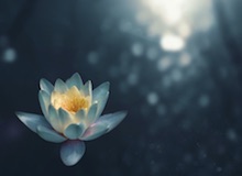 Preciosa flor de loto