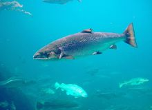 El salmón: un todoterreno acuático