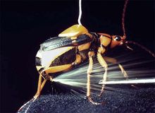 La defensa química de los escarabajos bombarderos