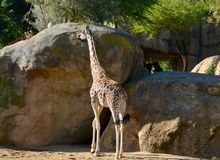 El cuello de las jirafas