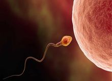 El óvulo elige al espermatozoide