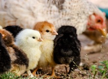 La gallina junta a sus polluelos ante el peligro