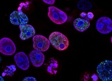 Las células que nos salvan la vida (I)