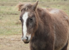 Animales con alma