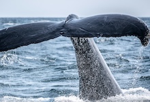 ¿Quiénes aparecieron primero, las ballenas o las vacas?