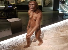 ¿Descendemos de los australopitecos? ¿Qué dicen los fósiles?