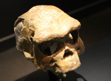 ¿Fue Adán un Homo erectus?