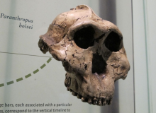 ¿Por qué creó Dios los australopitecos?