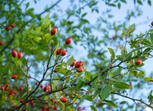 ¿Sabe el fruto que lo es? Concienciándonos para ser fruto