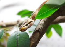 La mentira de la serpiente