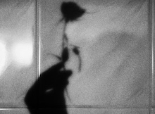 La depresión tras aborto inducido. La evidencia censurada