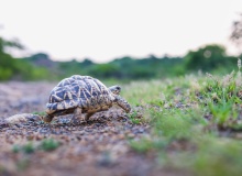 Cuando la vida aprieta ¿eres zorrillo o tortuga?