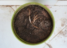 Frutos de una fe sin obras