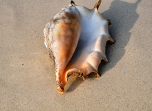 El mar en una caracola