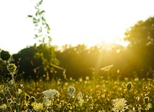 Digo Pepita y un río de sonrisas entra en casa