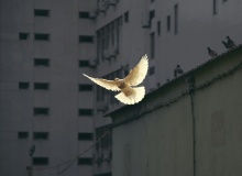 Año 2026: Suspiros de paz y contra insultos en política