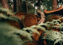 Deforestando la creación