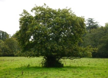 La conciencia es como el árbol del bien y del mal