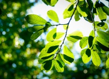 ¿Son inteligentes las plantas?