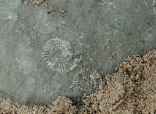 Calamares de montaña