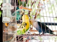 El cuidador de pájaros