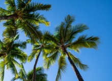 Bajo las palmeras
