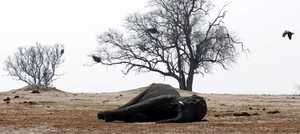 Zimbabue: matan con cianuro 300 elefantes para vender sus colmillos