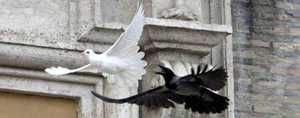 Un cuervo y una gaviota atacan las ‘palomas de la paz’ del Papa