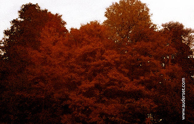 bosque otoño