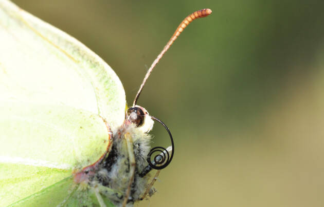 mariposa lengua