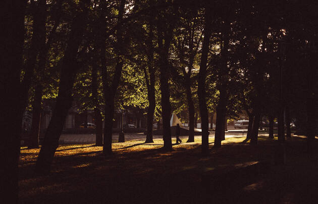 bosque ciudad