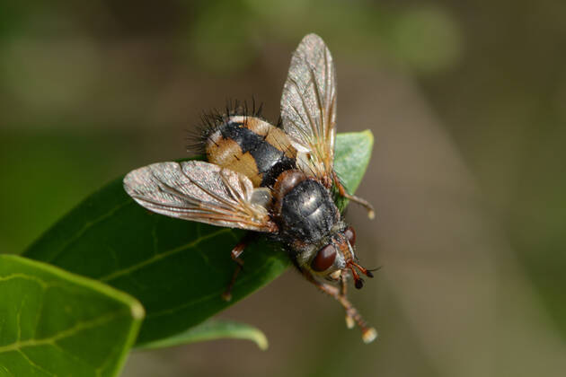 mosca, macro