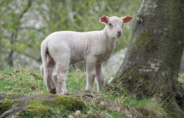 lamb